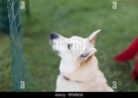 Stoughton, Wisconsin, USA - 19. Mai 2018: Eine Buhund hunde, sitzt in der Aufmerksamkeit, die auf die Menschen um ihn anzustarren. Stockfoto