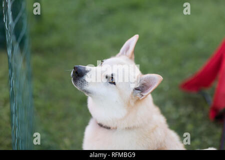 Stoughton, Wisconsin, USA - 19. Mai 2018: Eine Buhund hunde, sitzt in der Aufmerksamkeit, die auf die Menschen um ihn anzustarren. Stockfoto