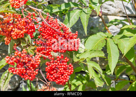 Sorbus aucuparia, Berg Baum gemeinhin als Rowan und Mountain Ash Stockfoto
