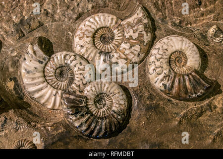 Die prähistorische fossil Gruppe von Asteroceras stellare, True Star Ammonit. Stockfoto