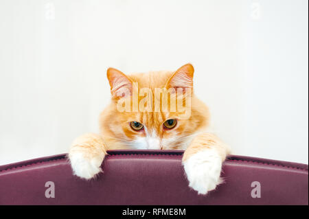 Ginger Cat ist das Verstecken und Suchen von Violett Stuhl. demütig und bescheiden cat bei Camera suchen Stockfoto