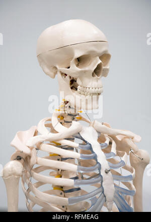 Dekorative menschliches Skelett Modell und Schädel auf dem Display im Krankenhaus für das Studium Stockfoto