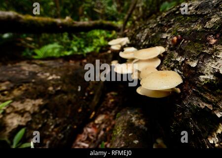 Pilze Fruchtkörper wachsen auf verfallende Protokolle in einem Regenwald, Granit bend Track broken River, Eungella National Park, Queensland, Australien Stockfoto