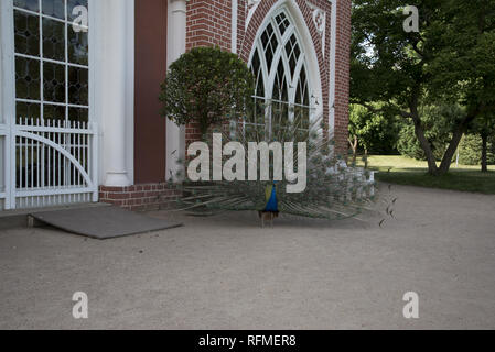 Indischen Pfauen am Gotischen Haus im Wörlitzer Park, einem großen Teil des Dessau-Wörlitzer Gartenreich in Deutschland. Stockfoto