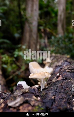 Pilze Fruchtkörper wachsen auf verfallende Protokolle in einem Regenwald, Granit bend Track broken River, Eungella National Park, Queensland, Australien Stockfoto