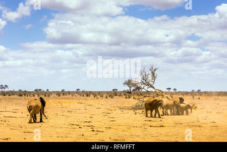 Herde von afrikanischen Elefanten auf Savannah Plains in Tsavo East Park, Kenia Stockfoto