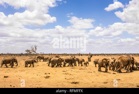 Herde von afrikanischen Elefanten auf Savannah Plains in Tsavo East Park, Kenia Stockfoto