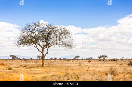 Einzigartige Savannah ebenen Landschaft mit Akazie in Kenia Stockfoto