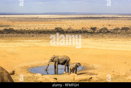 Herde von afrikanischen Elefanten auf Savannah Plains in Tsavo East Park, Kenia Stockfoto
