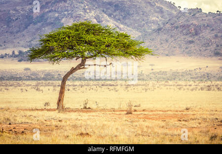 Einzigartige Savannah ebenen Landschaft mit Akazie in Kenia Stockfoto