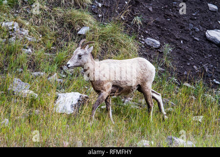 Imature Rocky Mountain Schafe Stockfoto