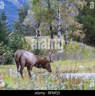 Junge männliche Elche grasen im Jasper National Park Stockfoto