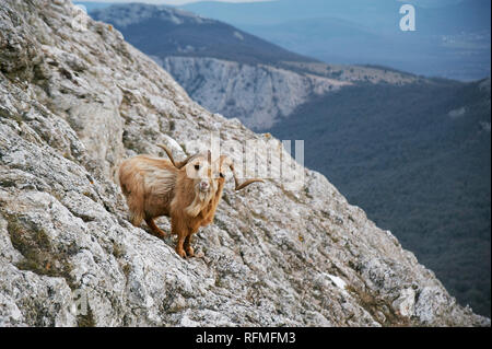 Wild Mountain braunen Ziege mit großen Hörnern steht an Rock und sieht in die Kamera. männliche Stolz Marktführer Stockfoto