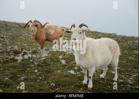 Zwei North Mountain wilde Ziegen steht bei Green Highland Valley. wildlife Konzept. Stockfoto