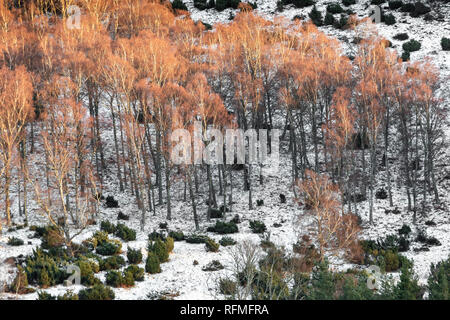 Birken im Winter in der Caringorms Nationalpark von Schottland. Stockfoto