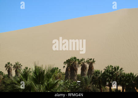 Palmen am Ufer des Oasis Lagoon gegen den Sand Dünen von Huacachina Wüste, Ica, Peru Stockfoto