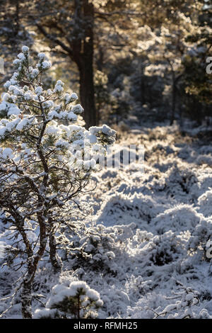 Schneebedeckten Föhren bei Abernethy Wald in den Highlands von Schottland. Stockfoto