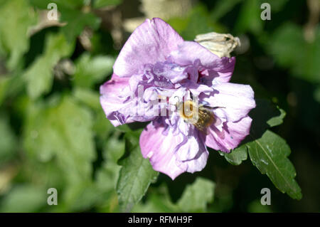 Biene auf Hibiskus Blume Stockfoto