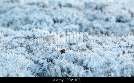 Moorschneehuhn (Lagopus lagopus) scotica versteckt unter Heather an einem verschneiten Tag. North Yorkshire, UK. Stockfoto