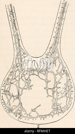 . Der Carnegie Institution in Washington Publikation. Die Pluteus der Laganum sp. 131 interne Anatomie. Die LARVALE SKELETT. Die larvale Skelett ist in erster Linie ein gekoppeltes Struktur, die jeweils zur Hälfte unterstützt eine Seite Der pluteus. Jedes Teil besteht im Wesentlichen aus drei Teilen: eine Stange quer über dem vorderen Ende des Tieres und antero-posterior Verlängerung in der lateralen Wand des pluteus; und einem vergitterten Stange Unterstützung der entsprechenden Larven arm. Die Querliegenden Stangen, nach Überquerung der Körper über den vorderen Drittel, biegen fast im rechten Winkel, und in Richtung des posteri Pass Stockfoto