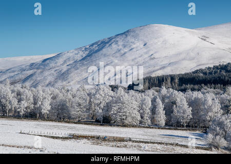 Noch Winter am Morgen in der Nähe von Abingon im oberen Clyde Valley, Schottland, Großbritannien. Stockfoto