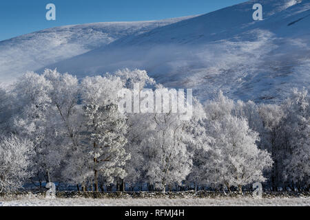 Noch Winter am Morgen in der Nähe von Abingon im oberen Clyde Valley, Schottland, Großbritannien. Stockfoto