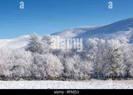 Noch Winter am Morgen in der Nähe von Abingon im oberen Clyde Valley, Schottland, Großbritannien. Stockfoto