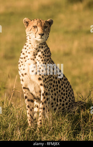 Cheetah sitzen in der Morgensonne Stockfoto