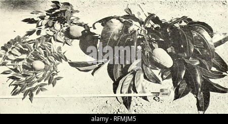 . Der Karibik Förster. Die Wälder und die Forstwirtschaft Karibik Zeitschriften; die Wälder und die Forstwirtschaft Tropen Zeitschriften. J4-iUARY - Juni 1960 13. Abbildung 1. - Variation in Mahagoni, Blätter und Früchte von gemischte Bevölkerung, von Links nach Rechts: Typische kleine Blatt (swietenia Mahagoni), Intermediate (S. Mahagoni x macrophylla?), und die typischen bigleaf (S. macrophylla). Uebergangsregelung, in der Regel bestehend aus Tausenden von Biotope in einem Muster der lokalen pop-Ulations, ökotypen arrangiert, und geographische Unterarten. Am meisten verbreiteten Baumarten erscheinen von geographischen clines oder Moder unverzüglich dist besteht. Stockfoto