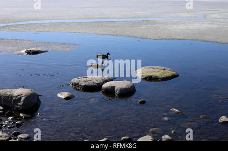 Schönen sonnigen Tag in Finnland. Zwei Stockenten sind Schwimmen in der Ostsee, die immer noch halb eingefroren. Das ist eine sehr typische Ansicht in Finnland. Stockfoto