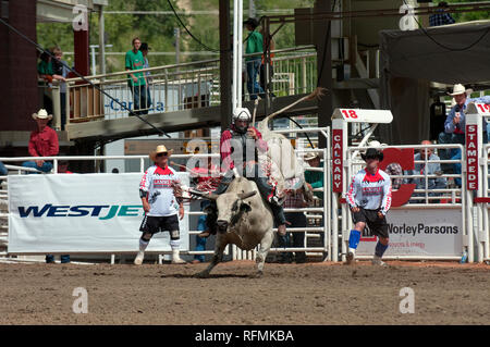 Bullenreiten in Calgary Stampede, Calgary, Alberta, Kanada Stockfoto