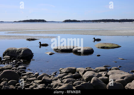 Schönen sonnigen Tag in Finnland. Zwei Stockenten sind Schwimmen in der Ostsee, die immer noch halb eingefroren. Das ist eine sehr typische Ansicht in Finnland. Stockfoto