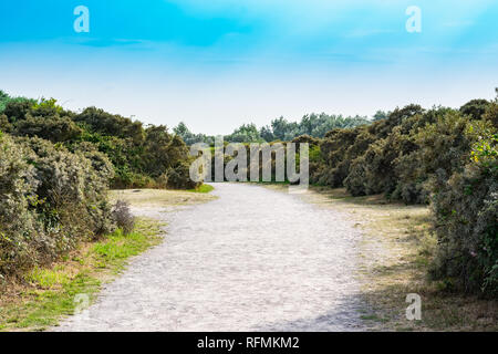 Landschaft Konzept: sandigen Weg am Strand zwischen Sanddorn Sträuchern. Stockfoto