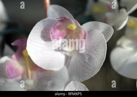 Schönen weißen und rosa Orchidee (phalaeonopsis) in einen Balkon an einem sonnigen Tag fotografiert. Schöne Nahaufnahme ist wirklich ein Kompliment der Blume. Stockfoto