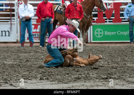 Cowboy und Kalb in tie-down roping Rennen in Calgary Stampede, Calgary, Alberta, Kanada Stockfoto