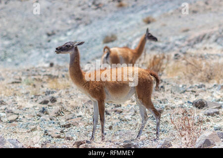 Typische Fauna aus den chilenischen Anden: Die Vicuña (Vikunja) eine erstaunliche Säugetier, dass in der Atacama Wüste in Höhenlagen leben auf dem Altiplano Stockfoto