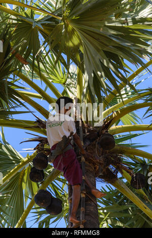 Mann auf dem Palm Tree Stockfoto