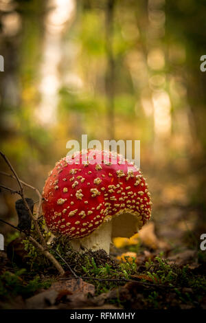 Fly Agaric Pilz Stockfoto