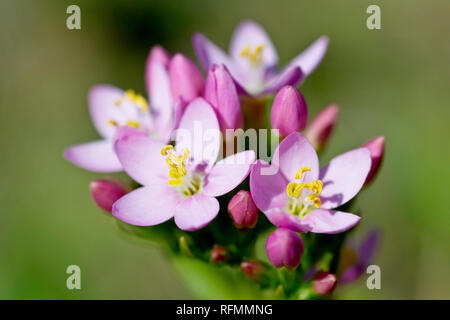 Centaury Centaury, wahrscheinlich Gemeinsame (centaurium Erythraea), evtl. Meer Centaury (centaurium Littorale), in der Nähe eines Clusters von Blumen und Blüten sowie deren Knospen, Stockfoto