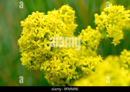 Lady's Bedstraw (galium Verum), in der Nähe eines Clusters von Blumen Übersicht detail. Stockfoto