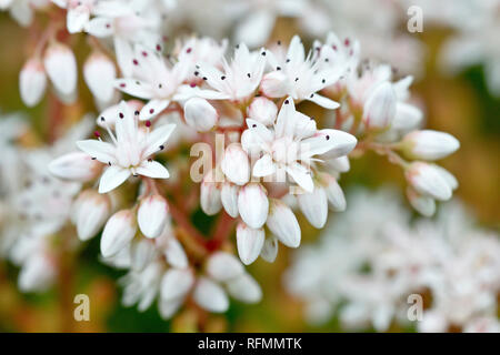 Weiße Fetthenne (sedum album), in der Nähe eines Clusters von Blüten und Knospen. Stockfoto