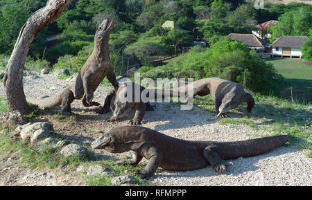 Komodo Dragon hob den Kopf und öffnete den Mund. Größte lebende Echse der Welt. Wissenschaftlicher Name: Varanus komodoensis. Natürlicher Lebensraum, Insel Stockfoto