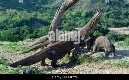 Komodo Dragon hob den Kopf und öffnete den Mund. Größte lebende Echse der Welt. Wissenschaftlicher Name: Varanus komodoensis. Natürlicher Lebensraum, Insel Stockfoto