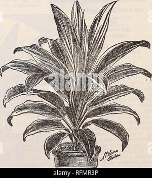 . Blumen Edelsteinen. Baumschulen (Gartenbau) Ohio Springfield Kataloge; Pflanzen, Zierpflanzen Kataloge Kataloge; Lampen; Blumen (Pflanzen) Kataloge. DRACENA INDIVISA. Dracena Indivisa. Die charmante ZIERPFLANZE - ""^A. Eine der beliebtesten Pflanzen für Haus Dekorationen oder für das Zentrum von Rasen Vasen. Als einzelne Muster Pflanze für einen JARDINIER in einer Halle oder Salon es hat nicht gleich. Es ist anmutiger als ein Palm, und wegen seiner schlanken, hängende Blätter wird oft als ein "Brunnen Anlage." Die Blätter sind von mehreren Schattierungen von Grün, mit feinen Linien von Gelb und Re Stockfoto