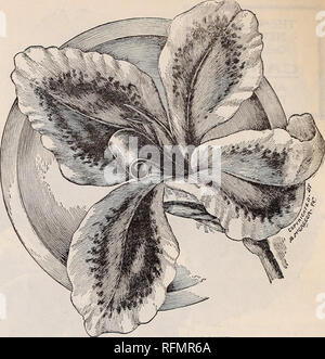 . Blumen Edelsteinen. Baumschulen (Gartenbau) Ohio Springfield Kataloge; Pflanzen, Zierpflanzen Kataloge Kataloge; Lampen; Blumen (Pflanzen) Kataloge. 46 McGregor Brüder, Floristen, Springfield, Ohio. Die charmant MARKIERT NEUE CANNA, Queen Charlotte. Unsere Abbildung zeigt deutlich die Form und die Kennzeichnung der Blumen, die sehr groß sind, mit breiten, abgerundeten Blütenblätter, leicht wieder gebogen; sie sind in der im-mense Köpfe getragen, gut über das Laub, und besticht vor allem durch die Farbe. Ein helles Orange - Scharlach, tief umrandeten mit hellen Kanarische Inseln - Gelb. Die Anlage ist der Zwerg Gewohnheit, eine robuste, kompakte Züchter, mit Stockfoto