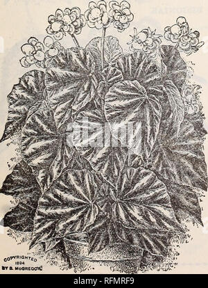 . Blumen Edelsteinen. Baumschulen (Gartenbau) Ohio Springfield Kataloge; Pflanzen, Zierpflanzen Kataloge Kataloge; Lampen; Blumen (Pflanzen) Kataloge. MANICATA AUREA. Neue BEGONIA, ARGENTEA GUTTATA. Diese Sorte ist eine Einführung von M. Lemoine, und ist eine Kreuzung zwischen Olbia und Alba Picta. Diese schöne Art der silberne Flecken von Alba Picta und die Anmut und Schönheit des Wachstums von Olbia. Es hat Lila - bronze Blätter, längliche Form, mit silbernen Markierungen, und ist in jeder Hinsicht eine der schönsten Begonien. Es erzeugt weißen Blüten in Trauben an den Enden der Wachstum resultiert. Preis, 10 Cent. BEGONIA, METALLICA T Stockfoto