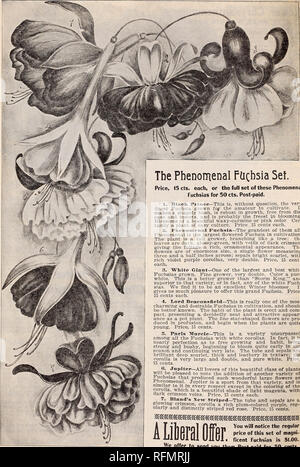 . Blumen Edelsteinen. Baumschulen (Gartenbau) Ohio Springfield Kataloge; Pflanzen, Zierpflanzen Kataloge Kataloge; Lampen; Blumen (Pflanzen) Kataloge. 36 McGregor Brüder, Floristen. Springfield, Ohio. Die phänomenale Ftichsia eingestellt. Preis, 15 cts. Jede oder alle diese Phänomene * Fuchsien für 50 cts. Post-paid. 1. Black Prince - Dies ist, ohne Frage, die Feinsten Fuchsia gewachsen fof der Bewunderer zu kultivieren. Es bildet eine formschöne Bush, es ist robust im Wachstum, frei von Krankheiten und Insekten, und ist wahrscheinlich der freiesten in Blüte. Blüten von einem schönen Waxy - Carmine oder rosa Farbe Cer-tainly einen Plan Stockfoto