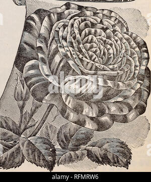 . Blumen Edelsteinen. Baumschulen (Gartenbau) Ohio Springfield Kataloge; Pflanzen, Zierpflanzen Kataloge Kataloge; Lampen; Blumen (Pflanzen) Kataloge. 22 McGregor Brüder, Floristen, sprixgfield, Ohio. Die neue HARDY BUNTE ROSE, ROGER LAMBERLIN. Eine der bemerkenswertesten Rosen noch nicht angeboten. Die Blütenblätter sind unregelmäßig an den Kanten wie eine doppelte Petunie; die Farbe ist leuchtend Purpurrot, mit Ausnahme der Kanten des tne Blütenblätter, whicn sind ail Dis-tinctly mit einem weißen Band gekennzeichnet und bilden einen scharfen Kontrast und die einzigartige Kombination von Farben in Rosen bekannt. Das Wachstum ist kostenlos und kräftig, und die fragr Stockfoto