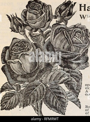 . Blumen Edelsteinen. Baumschulen (Gartenbau) Ohio Springfield Kataloge; Pflanzen, Zierpflanzen Kataloge Kataloge; Lampen; Blumen (Pflanzen) Kataloge. McGregor Brüder, Floristen, Springfield, Ohio. 21. GEN. JACQUEMINOT. Neue HARDY SCHLAUCH, GLOIRE DE LYONAISE Hardy Rosen = Hybrid Verewigen * enn Sie Anlage Hybride perpetuals können Sie ziemlich sicher von Rosen jedes Jahr ohne weitere Schwierigkeiten. Aber-h als unbefristete, es muss verstanden, dass sie nicht solche frühen und ständigen bloomers als Ever-Blooming Rosen. Die Hybrid Perpetual sollten nicht für Haus Kultur bestellt werden, da sie nicht geeignet sind, fo Stockfoto