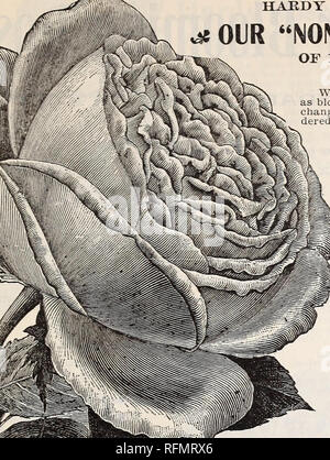 . Blumen Edelsteinen. Baumschulen (Gartenbau) Ohio Springfield Kataloge; Pflanzen, Zierpflanzen Kataloge Kataloge; Lampen; Blumen (Pflanzen) Kataloge. McGregor Brüder, Floristen. Springfield, Ohio. 19. HARDY IMMER BLOOMLNG ROSEN. ^ OIR" KEINE - solche "Collection^ von 12 HARDY immer blühende Rosen für 50 Cent. Wir haben in dieser Sammlung kombiniert nur solche Arten wie Bloom frei, und das wird Null Wetter stand. Wird keine Änderung in der Sammlung gemacht werden. Es muss sein oder - Ihre komplette. Meteor - ein samtig-roten immer blühende Pflanze der tiefsten glühende Crimson, so fein wie ein Mischling. Eine schöne offene Rose, eine kostenfreie bloo Stockfoto